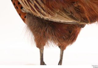 Pheasant  2 leg 0015.jpg